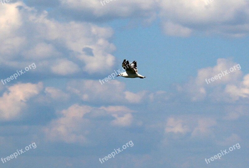 Gull Flight Sky Clouds Clouds Form