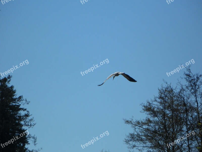 Stork Flying Bird Sky Migratory Bird