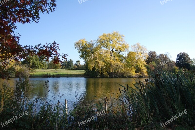 Lake Blue Sky Calmness Trees Bulrushes