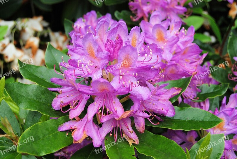 Rhododendron Flowers Shurb Evergreen Bush