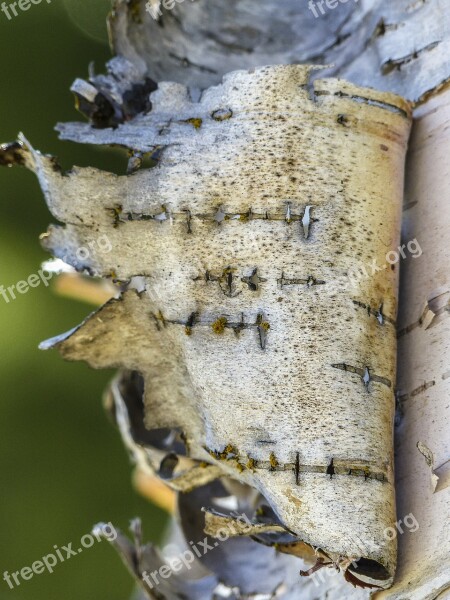 Birch Peeling Bark Torn Nature