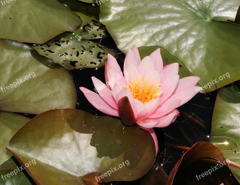 Water Lily Blossom Bloom Aquatic Plant Pink