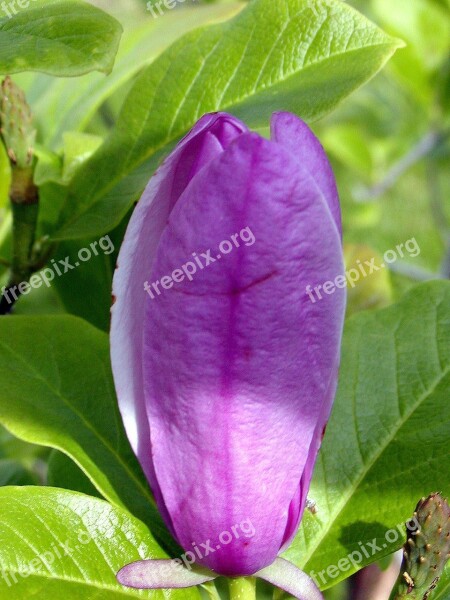 Bud Lila Ornamental Bush Beauty