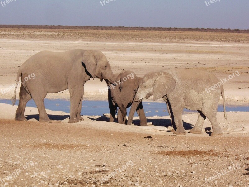 Elephant Love Parent Parental Sweet