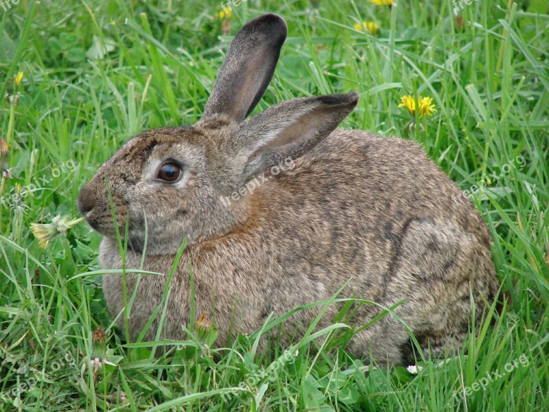 Rabbit Hare Animals Grass Dandelion