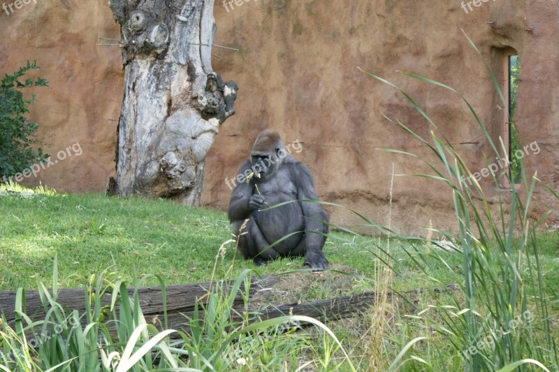 Gorilla Monkey Grass Animal Zoo