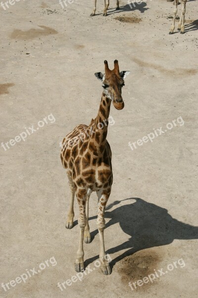 Giraffe Baby Giraffe Savanna Free Photos