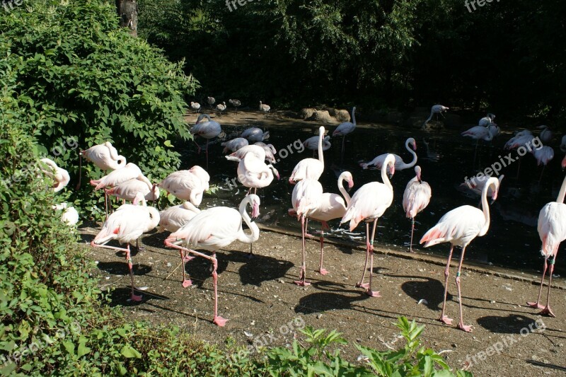 Flamingo Nature Zoo Pink Flamingo Free Photos