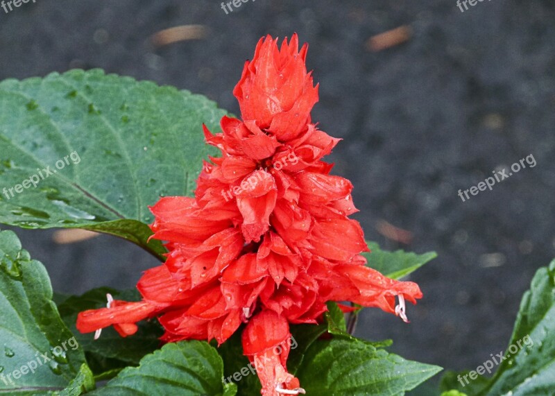 Celosia Red Flower Garden Gardening