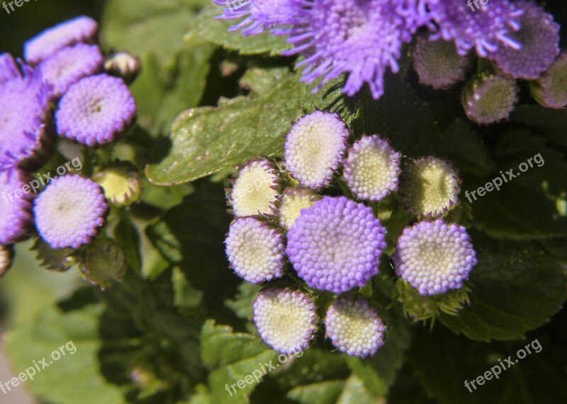 Purple Flower Plant Beauty Purple Cluster