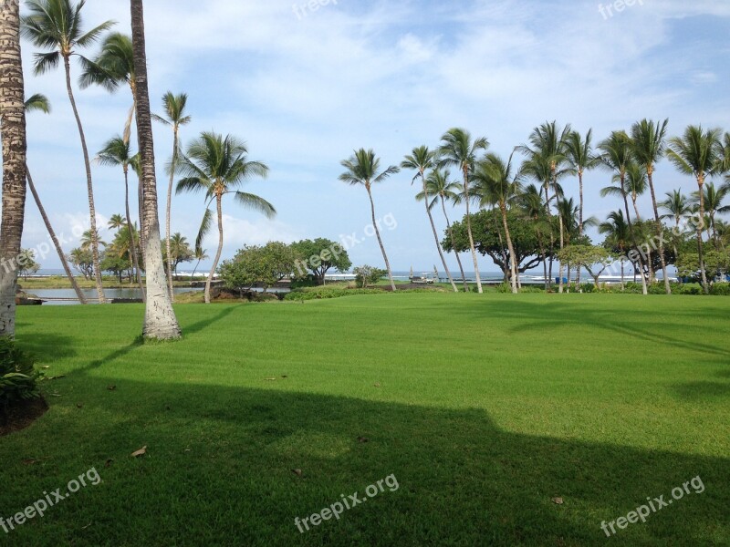 Lawn Palm Trees Landscapes Island Grass