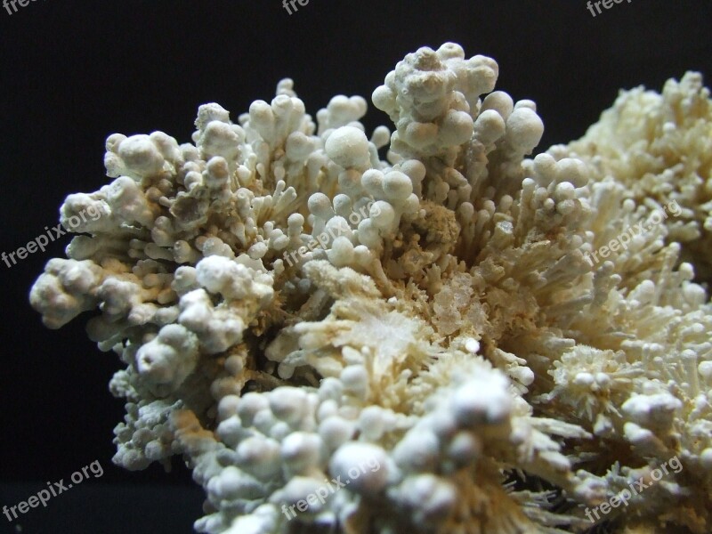 Cave Stalactite Stone Flower Zinnia Aragonite