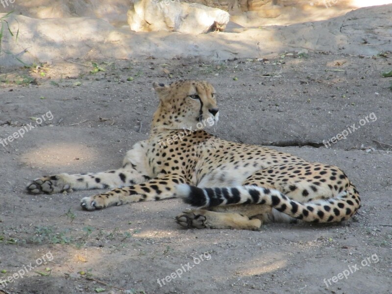 Cheetah Big Cat Cat Acinonyx Jubatus Mammal