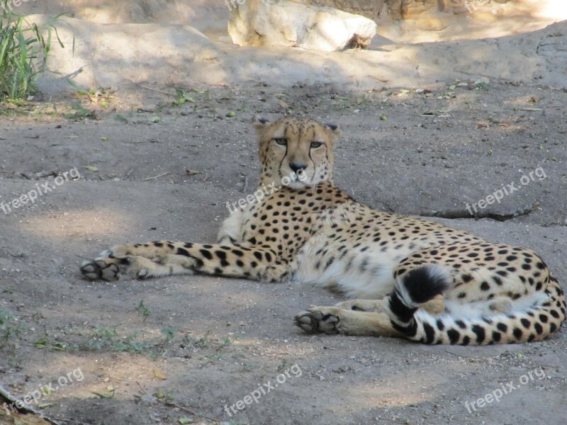 Cheetah Big Cat Cat Acinonyx Jubatus Mammal