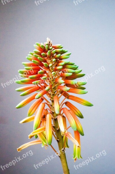 Flowers Green Succulent Plant Flora Beauty