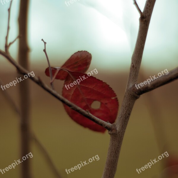 Fish Tree Leaf Autumn Park