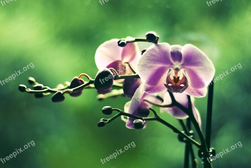 Orchid Flower Colored Green Plant