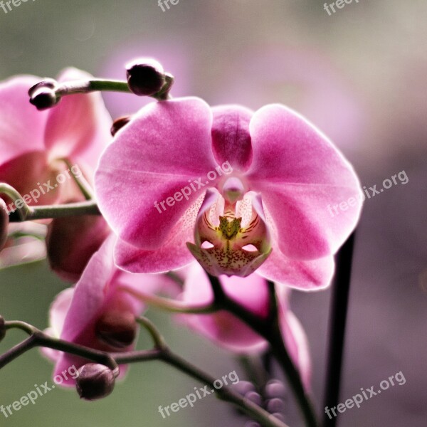 Orchid Flower Beauty Flowers Plant