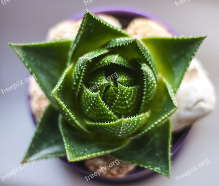 Plant Green Flower Closeup Nature