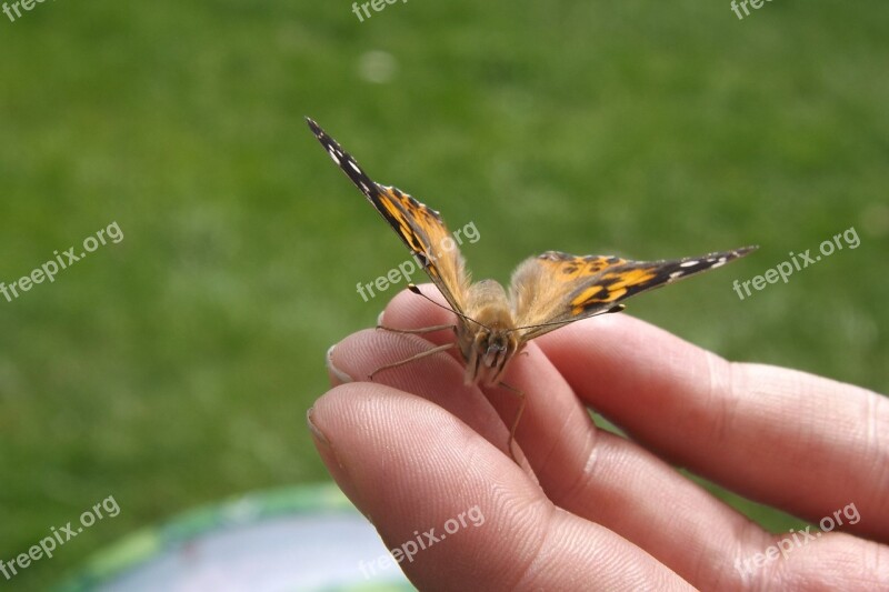 Butterfly Hand Wings Delicate Body