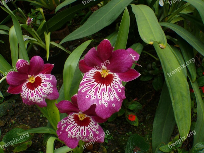 Orchid Greenhouse Flower Blossom Bloom