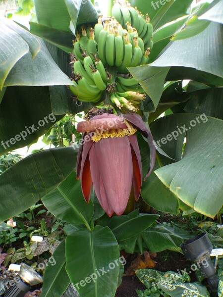 Banana Tree Bananas Shrub Banana Shrub Fruit