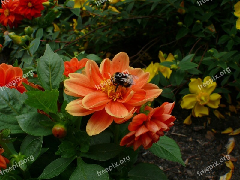 Flowers As Lien Orange Plant Free Photos