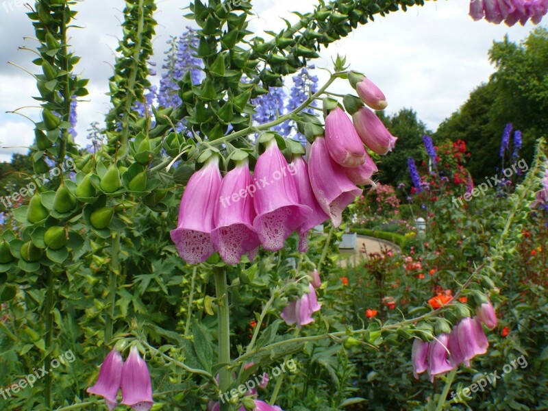 Bellflower Pink Bloom Plant Flowers