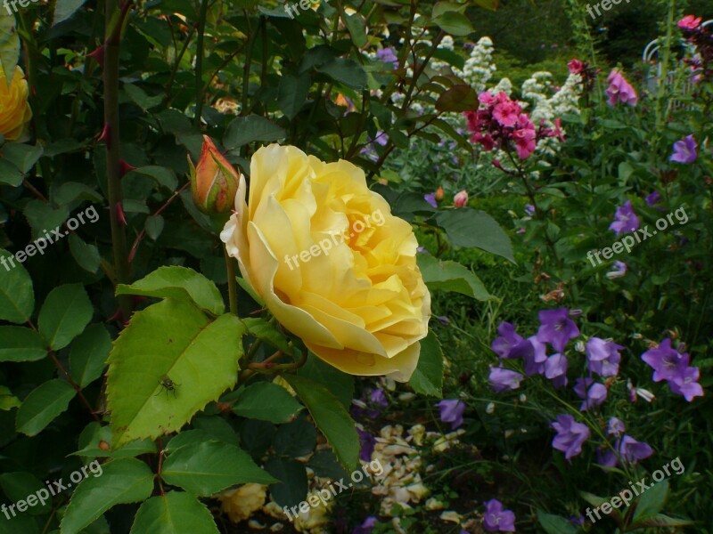 Roses Yellow Blossom Bloom Rose Bloom