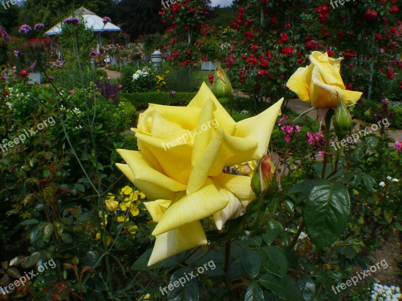 Rose Garden Roses Yellow Blossom Bloom