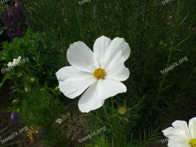 Roses White Blossom Bloom Rose Bloom