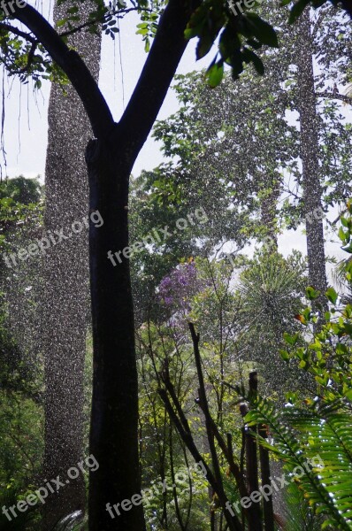 Tropics Rainforest Rain Trees Drip