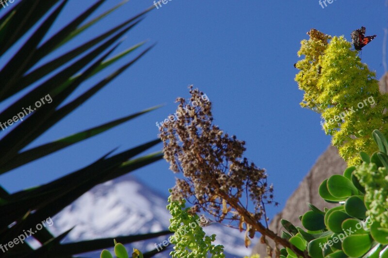 Plant Mountain Sky Blossom Bloom