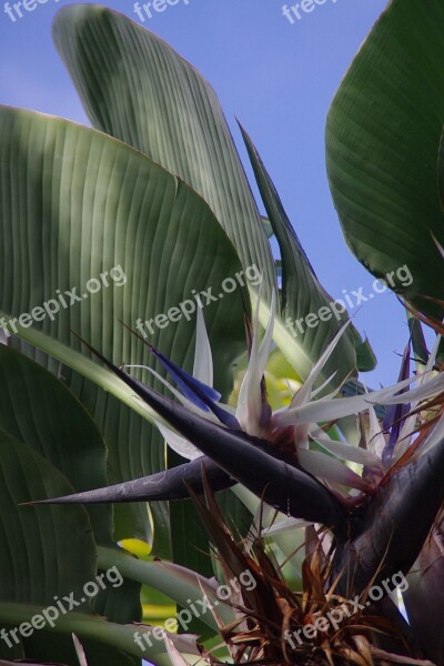 Blossom Bloom Tropics Tropical Flower