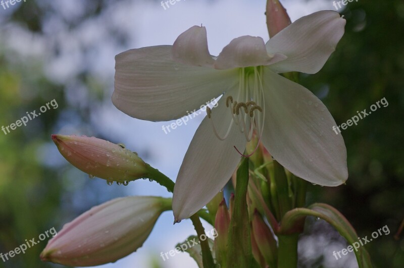 Blossom Bloom Lily White Plant