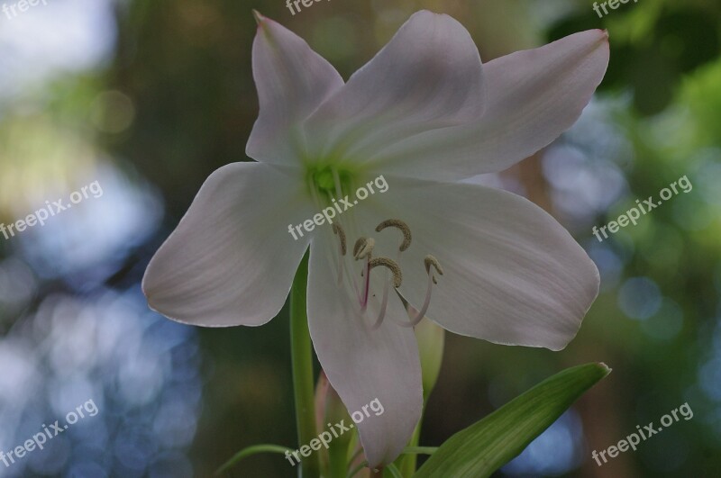 Blossom Bloom Lily White Plant