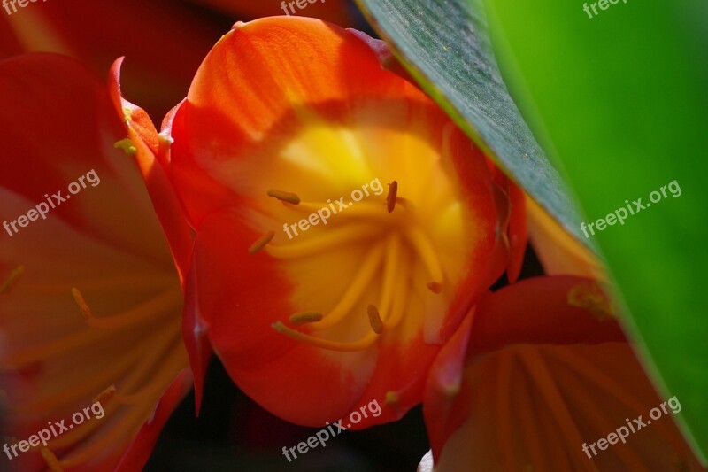 Blossom Bloom Red Plant Macro