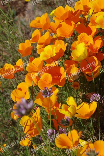 Flowers Summer Poppy Poppy Flower Wildflowers