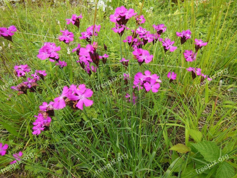 Steinnelken Flowers Wildflowers Nature Meadow