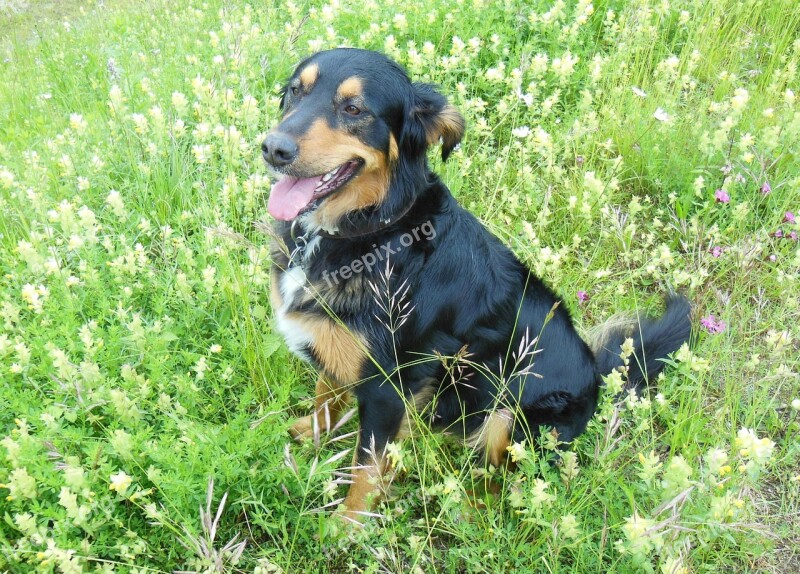 Mixed Breed Dog Hybrid Meadow Dog Dog On Meadow