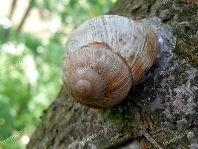 Snail Shell Escargots Mollusk Slowly