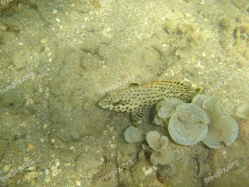 Fish Tropical Underwater Diving Scuba