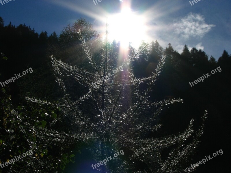 Sun Light Tree Meditate Meditation