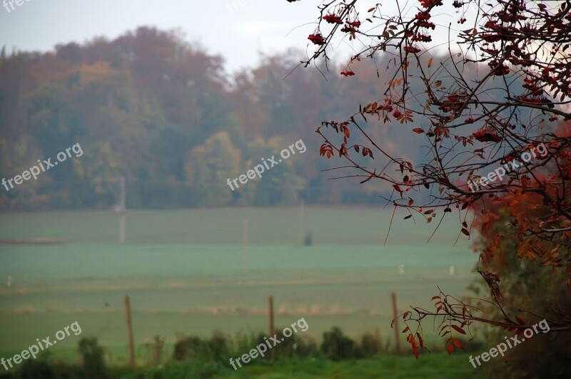 Morgenstimmung Shrubs Sunrise Fog Bank Fog