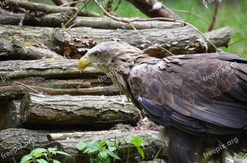 Adler Forest Eco-park Güstrow Free Photos