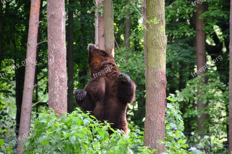 Bear Forest Eco-park Güstrow Free Photos