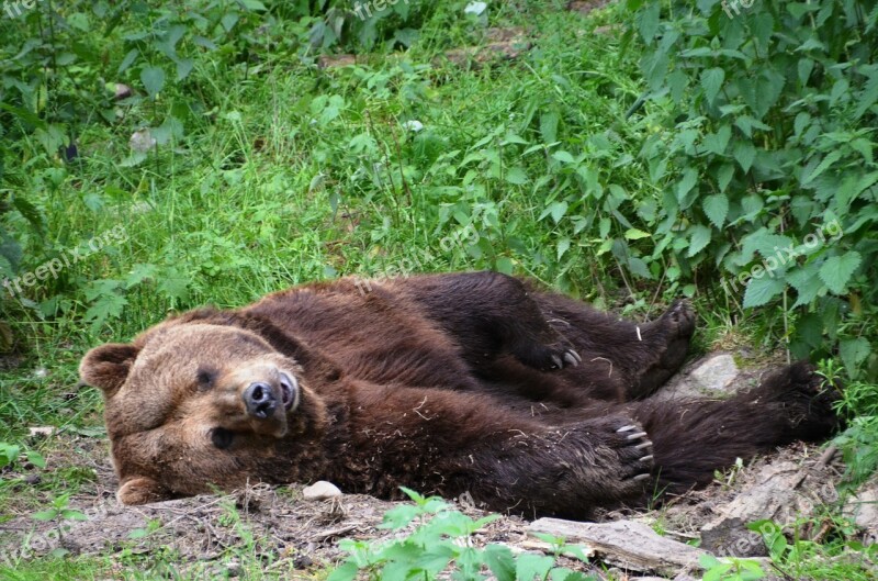 Bear Forest Eco-park Güstrow Free Photos