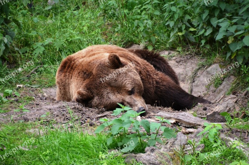 Bear Forest Eco-park Güstrow Free Photos