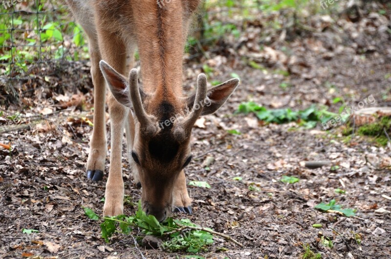 Roe Deer Wild Forest Hirsch Free Photos