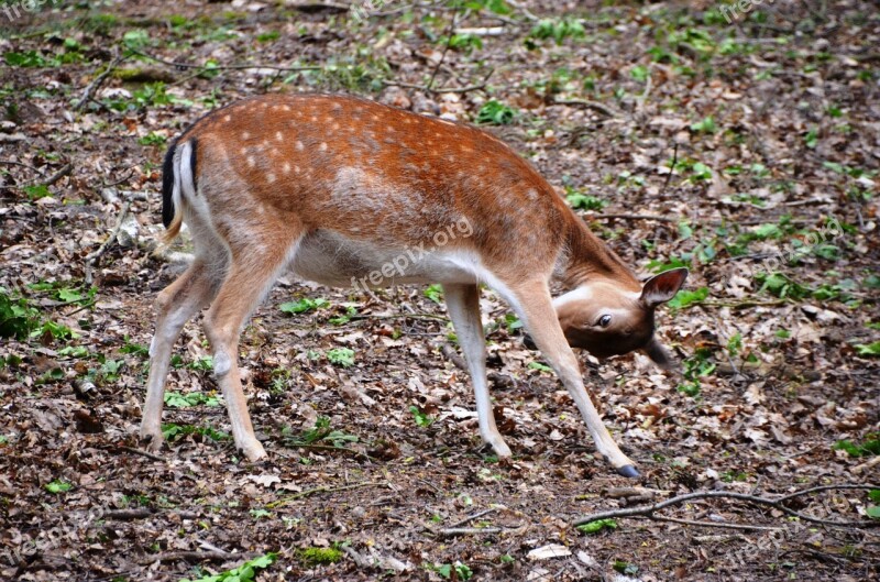 Roe Deer Forest Animal Free Photos